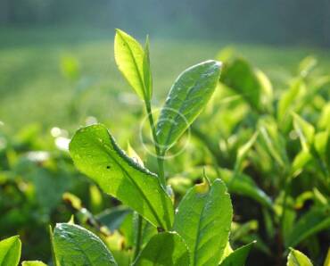 All the steps it takes to deliver the finest tea